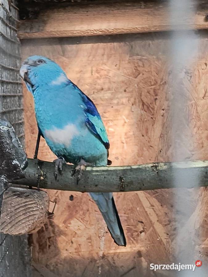 Barnard czerwonoczelny niebieski