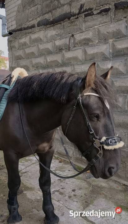 koń wałach zimnokrwisty pogrubiony Gole sprzedam