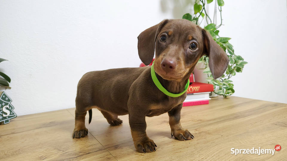 SAMIEC Jamnik krótkowłosy Czekoladowy podpalany Jamnik