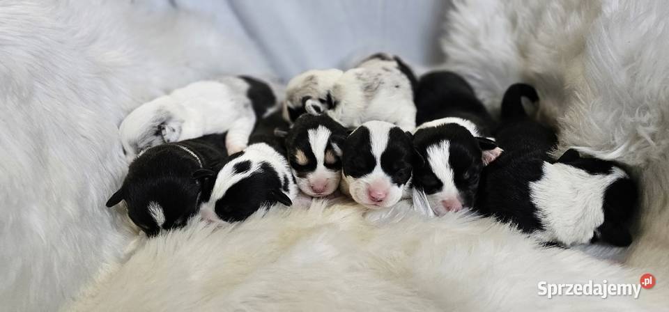 Welsh Corgi Cardigan dziewczynka suczka śląskie Pszów