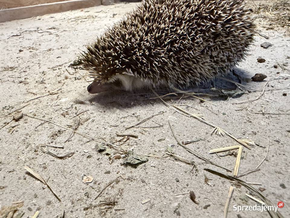 Jeż pigmejski dorosły sprzedam