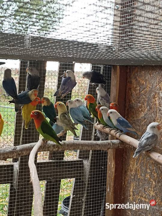 Nierozłączki fischera 2025 Albinów