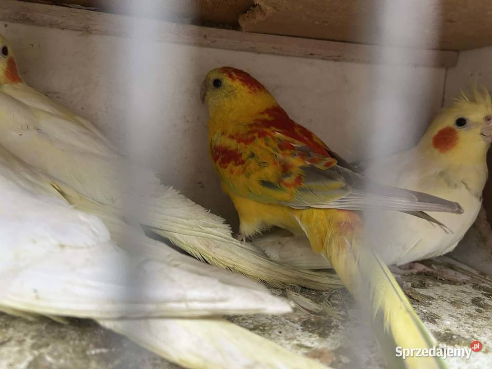 Świergotki para lęgowa 24r Skała sprzedam