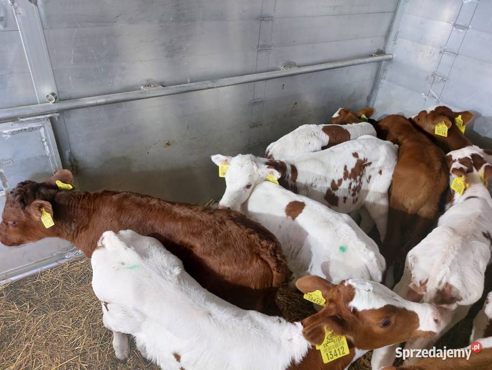 Sprzedam byczki ciele na start Grodzisk Mazowiecki