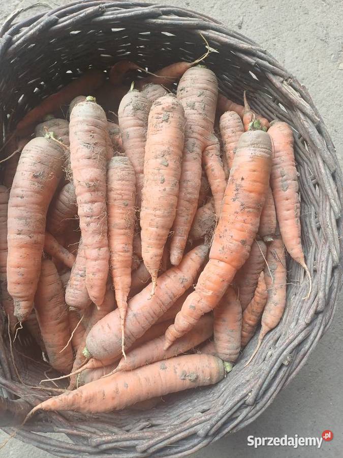 Sprzedam marchewkę Dynów podkarpackie