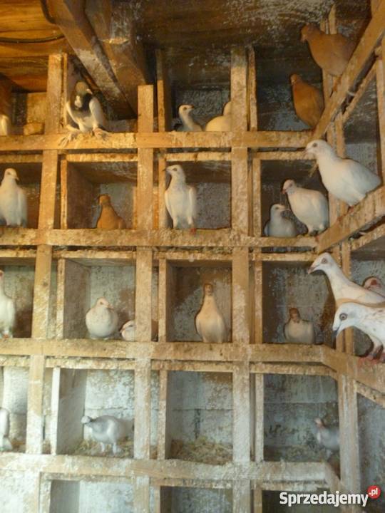 Gołebie lot około 50 ganiane