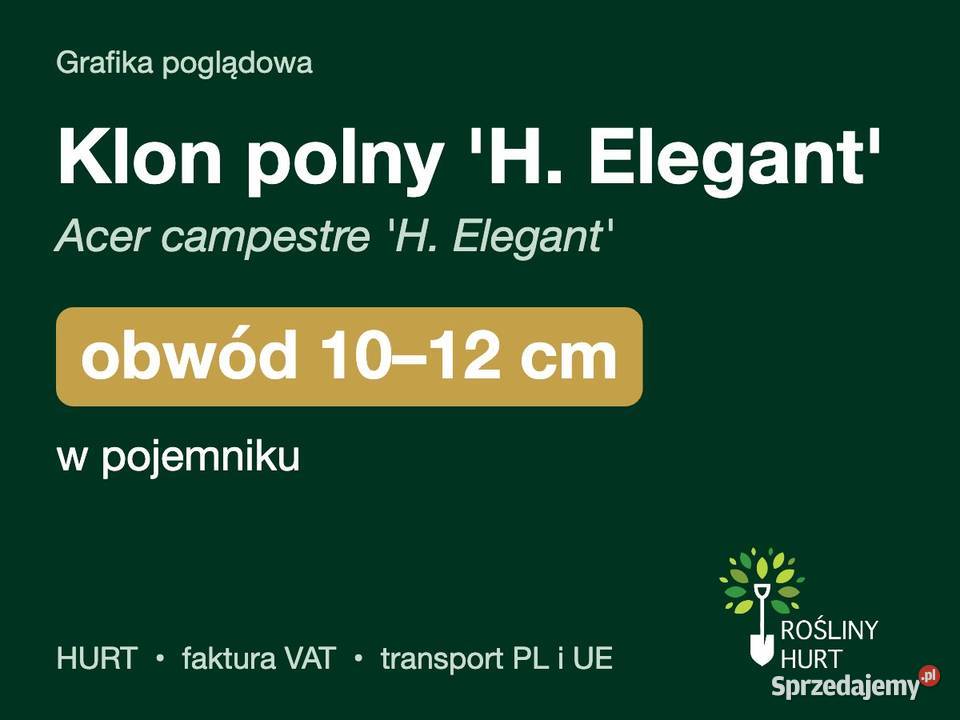 Klon polny H Elegant obwód 1012 w pojemniku HURT wielkopolskie