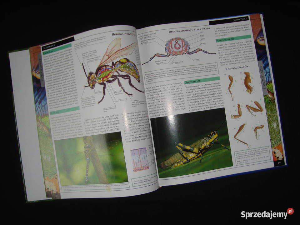 Album Bezkręgowce Stawonogi Owady z fotoopisem