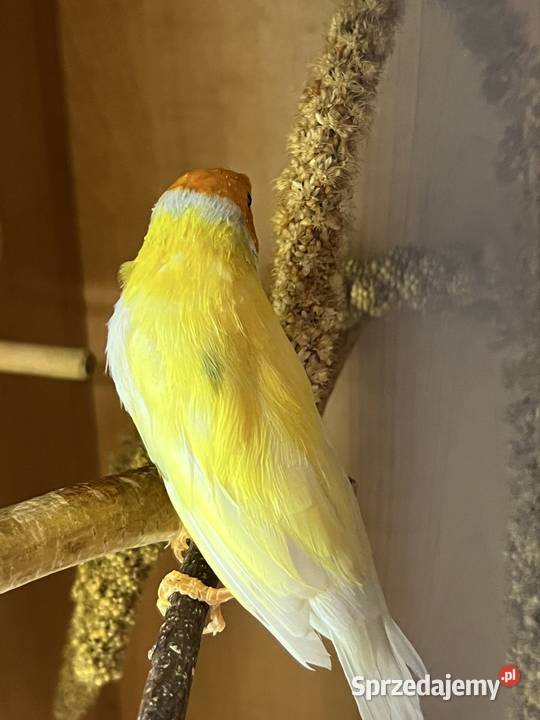 Amadyna wspaniała samiec 2024r Ruda Śląska