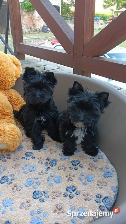 Yorkshire Terrier Black sunia małych rozmiarów zachodniopomorskie