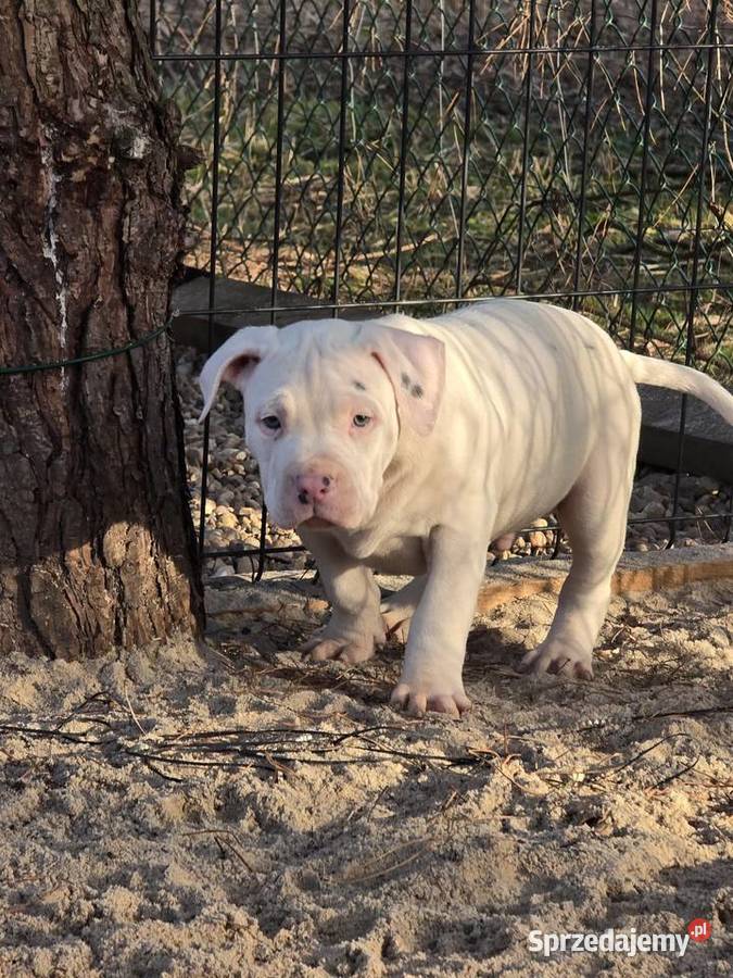 American bully XL Byczyna