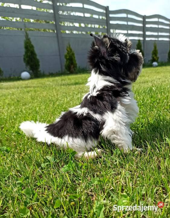 York Biewer Piękny malutki królewicz Rodowodowy Wrocław