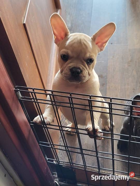 Buldog francuski Lubin