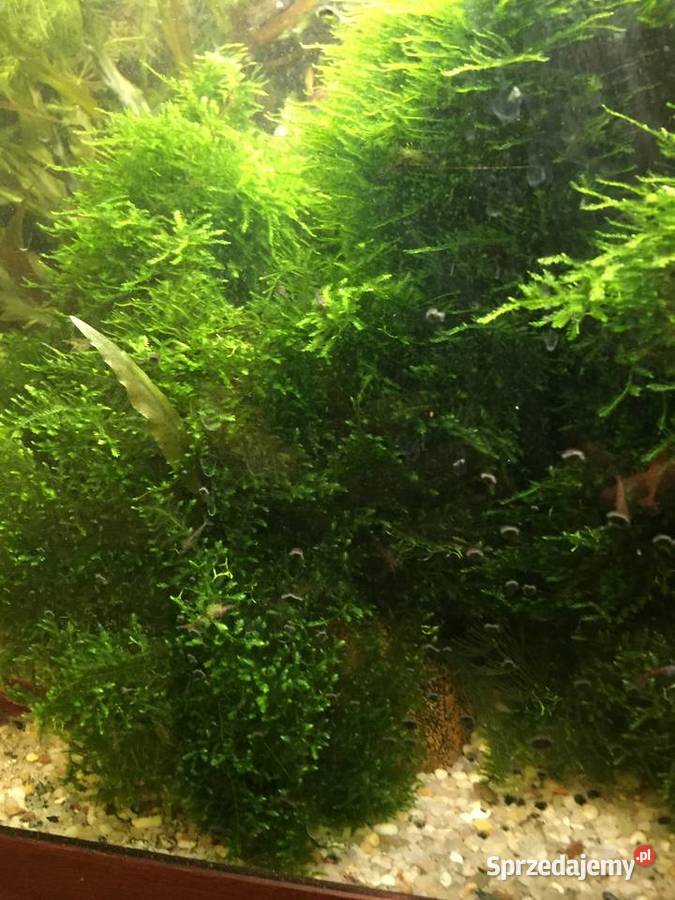 Mech Java moss