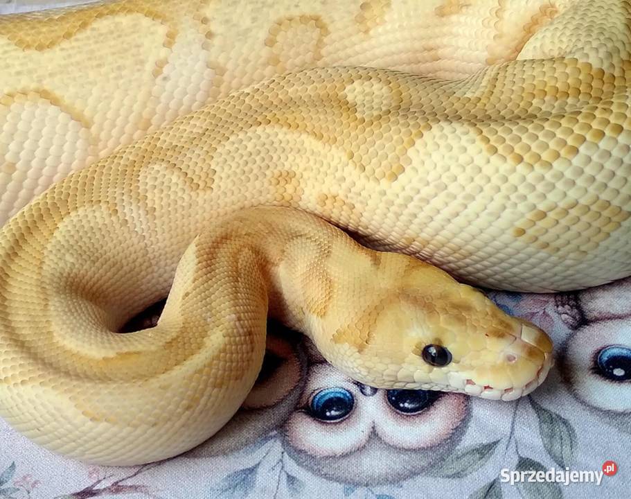 Fire Lesser Clown Python regius 25 letnia SAMICA Gady i płazy Warszawa