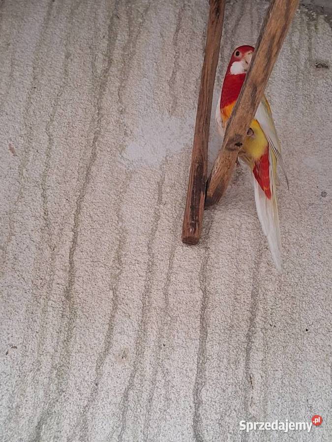 Samczyk rozelli białolicej z 2025 lutino kujawsko-pomorskie Szubin sprzedam