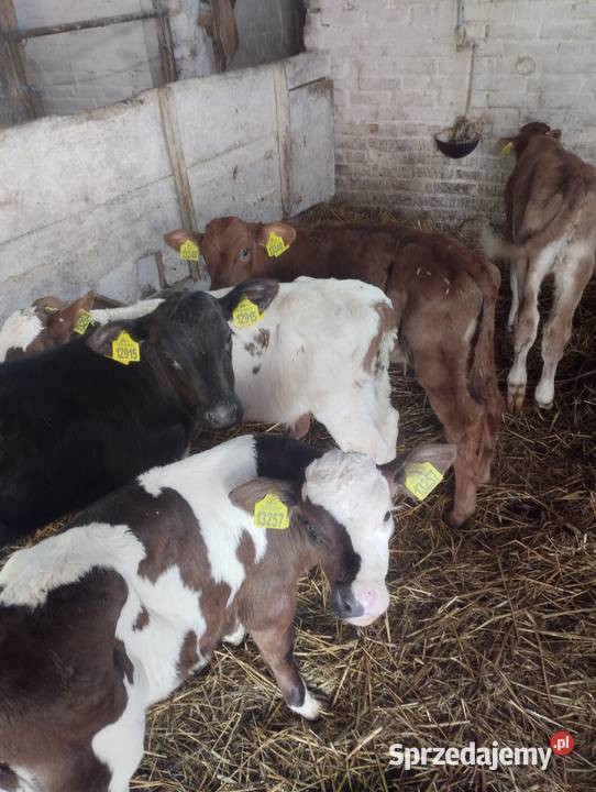 Byczki do sprzedania