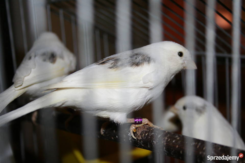 Kanarki Wodnotokowe podkarpackie Sanok