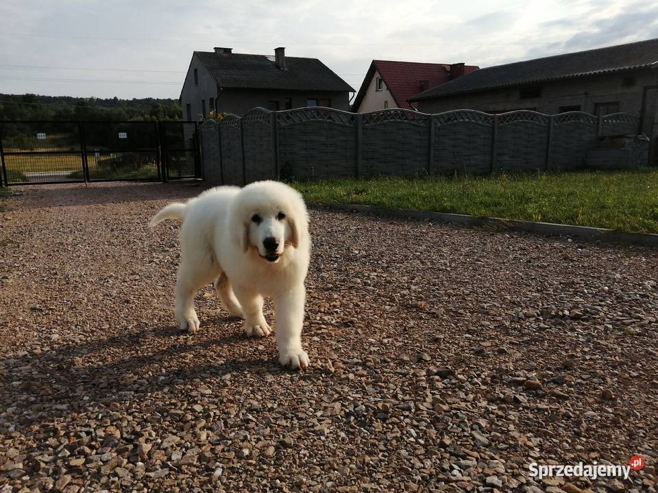 Owczarek Podhalański szczeniaki Ch i JWW17 Chęciny