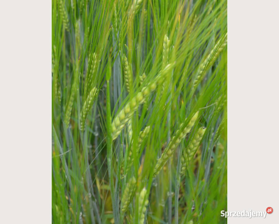 Jęczmień jary Florence Top Farms Nowość Żuromin sprzedam