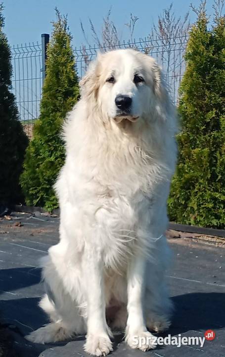 PIRENEJSKI PIES GÓRSKI SZCZENIĘ GOTOWE DO Tczew