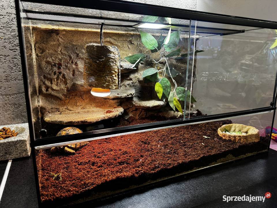 Żółw lamparci z terrarium Kraków