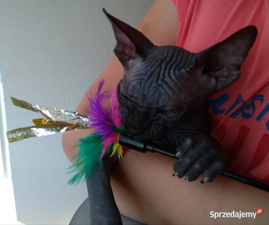 Pilna adopcja Kocurka Dostępny już kastracji Warszawa