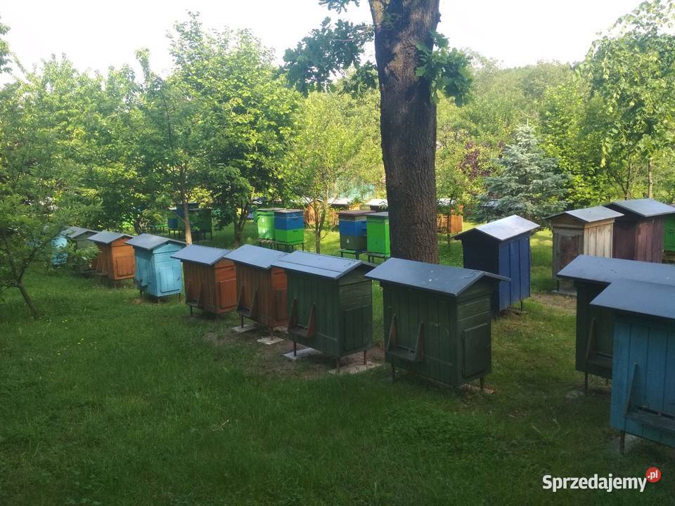 Miód nawłociowy podkarpackie Rakszawa