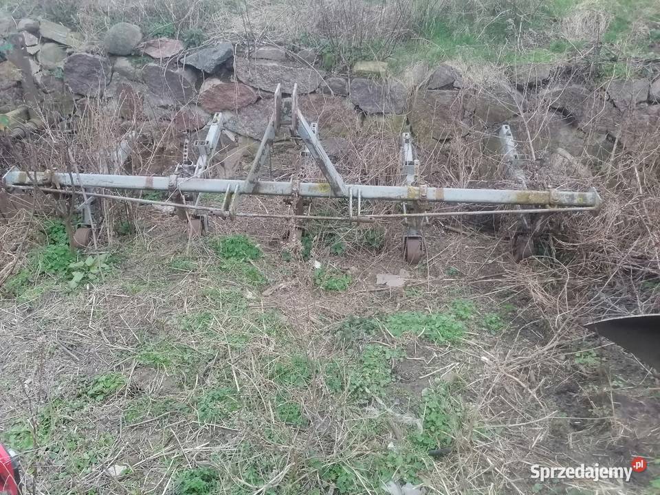 Opsypnik mazowieckie Bogucin