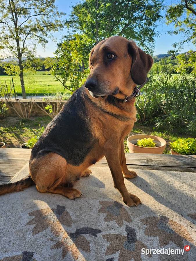 SZCZENIETA OGARA POLSKIEGO ZWYCIESCY SWIATA RAS Ozorków