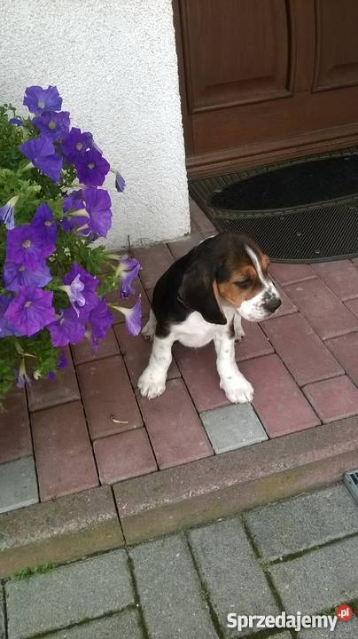 Piękne szczenięta Beagle tricolor rodowód opolskie