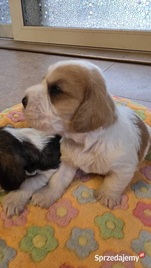 Petit Basset Griffon Vendeen łódzkie sprzedam