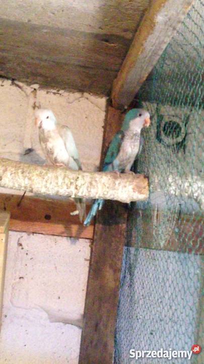 Papuga Mnicha Nizinna niebieska samica Ptaki małopolskie