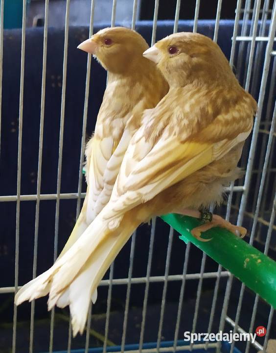 kanarek kanarki pheoszpaltytimbrado Kłodzko