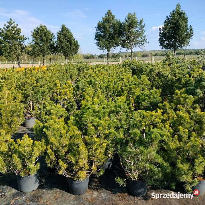Sosna kosodrzewina pumillio czarna limba Iglaste