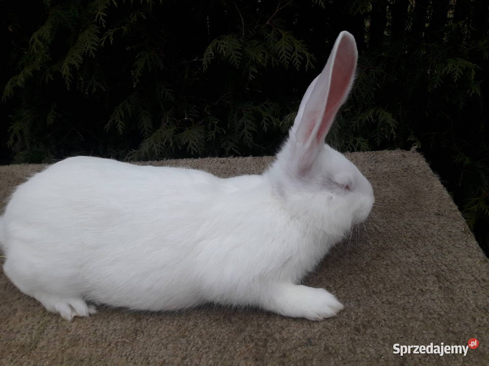 króliki termondzkie rodowód wysyłka Bielsk Podlaski