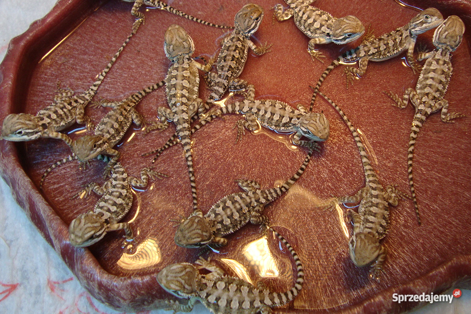 Agama agamy karłowate pogona henrylawsoni Warsza