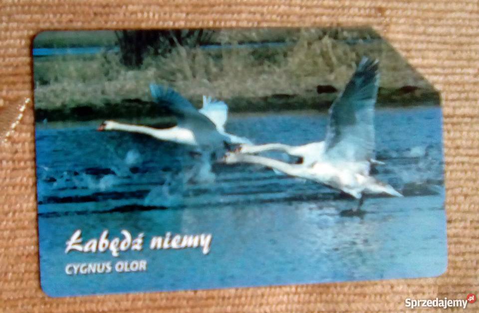 ŁABĘDŹ NIEMY POSPOLITY PTAK WODNY Piszczac