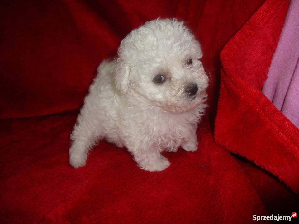 Bolończyk ostatnia suczka z metryką KC Kościan sprzedam