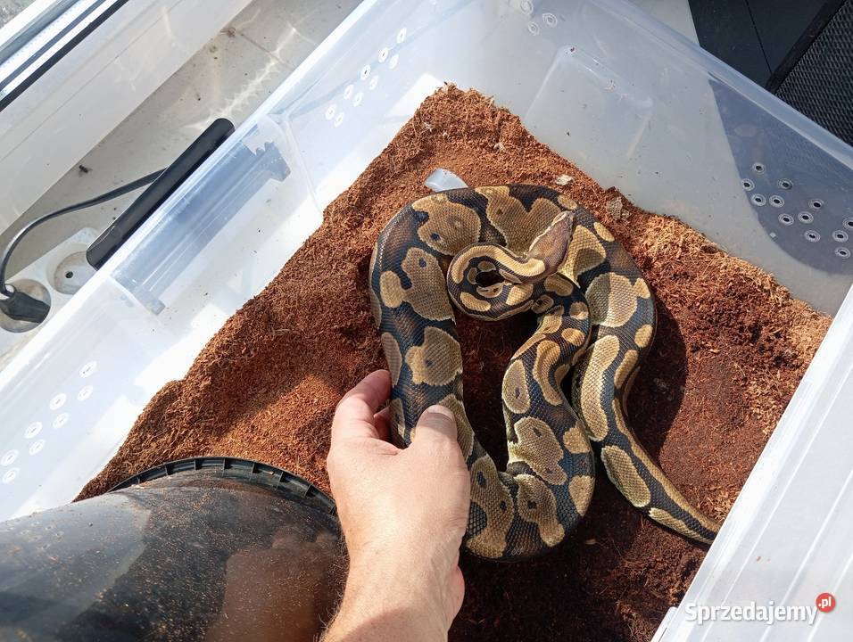 Python królewski samica Gniezno