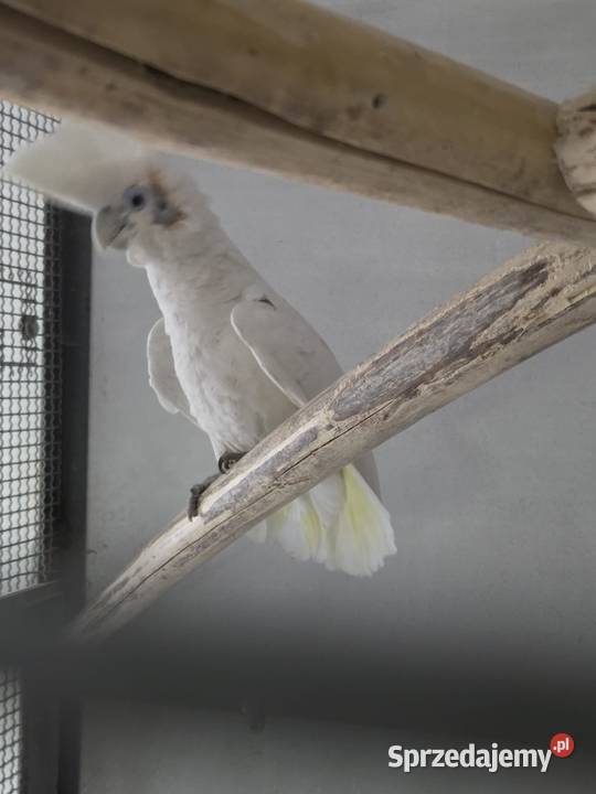 Dorosła para Kakadu Mała Salomońska łac Cacatua wielkopolskie Rawicz
