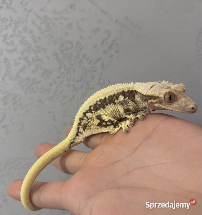 Gekon orzęsiony Lilly white małopolskie Sułkowice