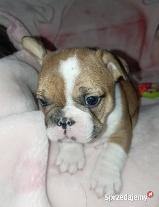 Buldog francuski szcenieta