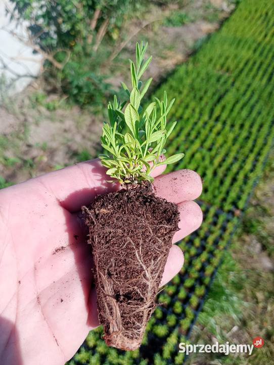 Lawenda lekarska Lawendula Angustifolia Blue Starczewice