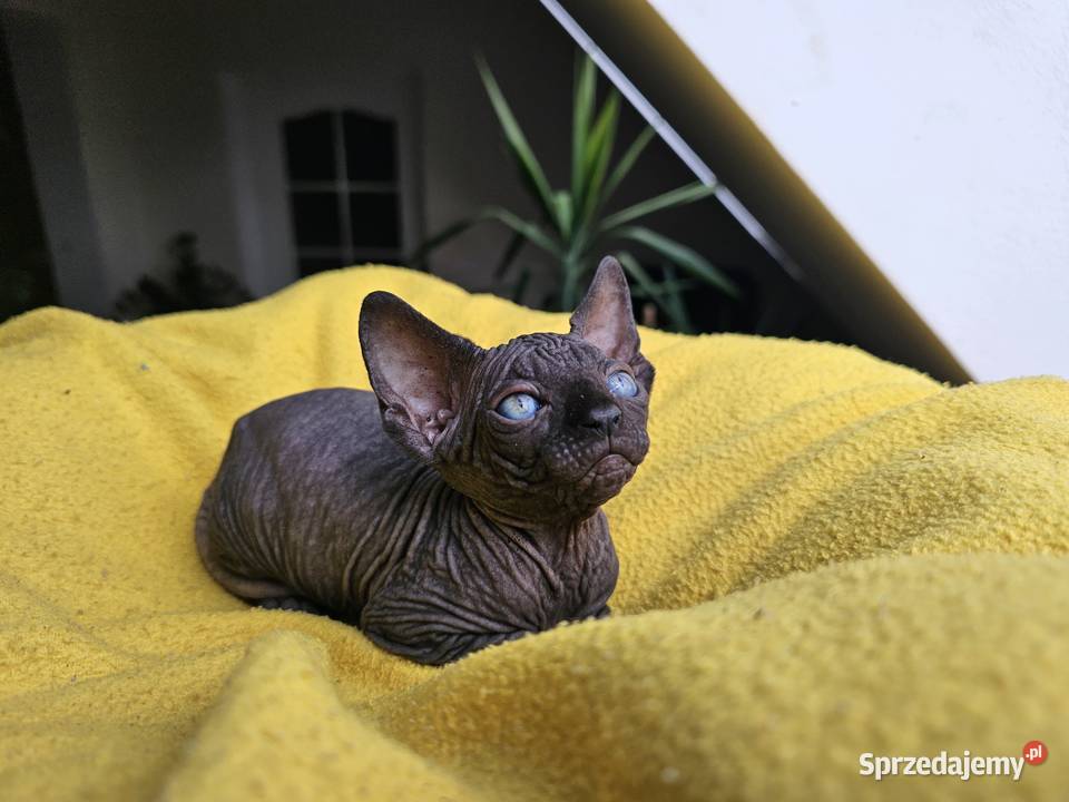 Kotka Sfinks kanadyjski Vascat EKKR FPL lubelskie Lublin