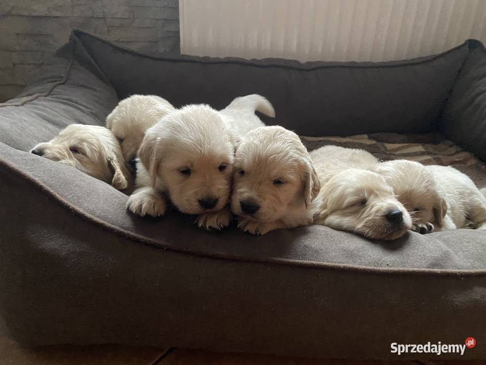 Golden Retriever Pozostałe wielkopolskie Brzostowo