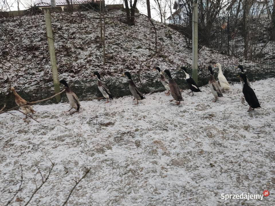Kaczki biegus indyjski Ptaki małopolskie