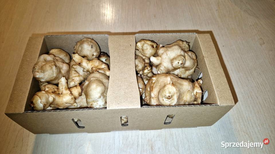 Topinambur Karczoch jerozolimski Słonecznik Bochnia