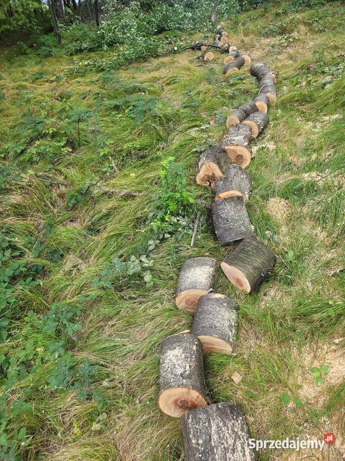 Wycinka drzew małych średnich pod budowe cięcie Żywiec