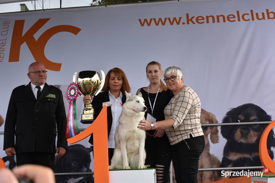Siberian Husky szczenięta Championie Polski Husky Kalisz sprzedam